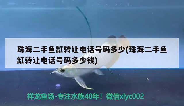 珠海二手鱼缸转让电话号码多少(珠海二手鱼缸转让电话号码多少钱) 赤焰中国虎鱼