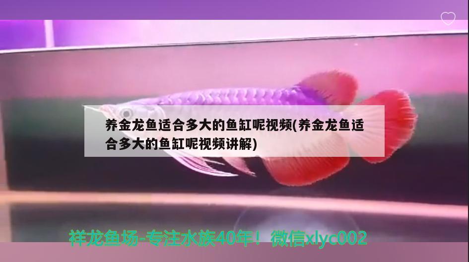 养金龙鱼适合多大的鱼缸呢视频(养金龙鱼适合多大的鱼缸呢视频讲解) 水草