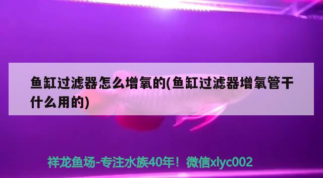 鱼缸过滤器怎么增氧的(鱼缸过滤器增氧管干什么用的) 黄金梦幻雷龙鱼