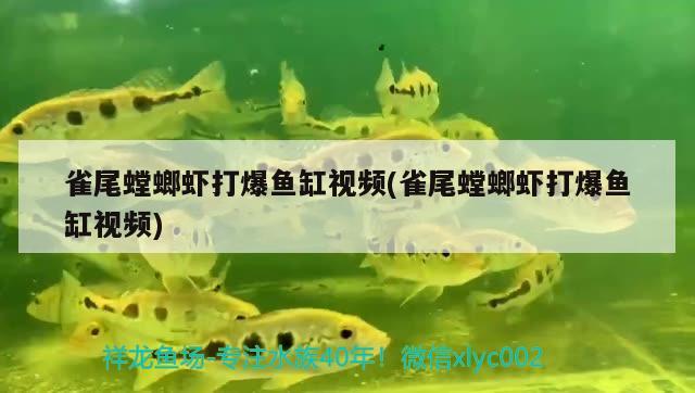 雀尾螳螂虾打爆鱼缸视频(雀尾螳螂虾打爆鱼缸视频)