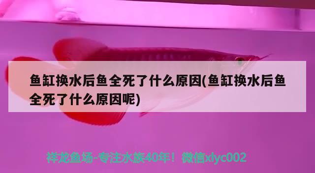 鱼缸换水后鱼全死了什么原因(鱼缸换水后鱼全死了什么原因呢) 福虎/异型虎鱼/纯色虎鱼