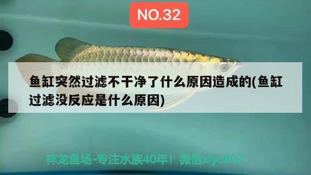 鱼缸突然过滤不干净了什么原因造成的(鱼缸过滤没反应是什么原因) B级过背金龙鱼