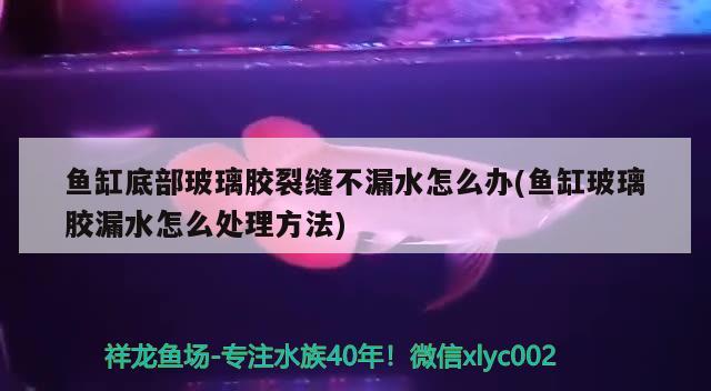 鱼缸底部玻璃胶裂缝不漏水怎么办(鱼缸玻璃胶漏水怎么处理方法) 女王大帆鱼