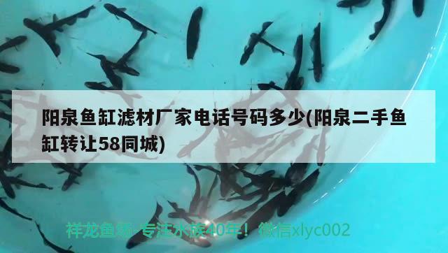 阳泉鱼缸滤材厂家电话号码多少(阳泉二手鱼缸转让58同城) 印尼虎苗