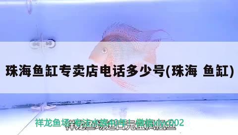珠海鱼缸专卖店电话多少号(珠海鱼缸) 福虎/异型虎鱼/纯色虎鱼