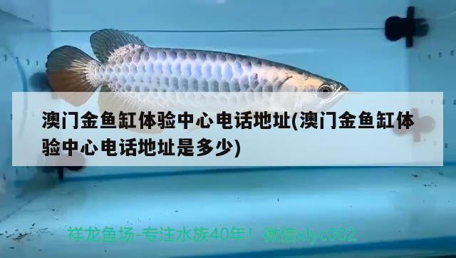 澳门金鱼缸体验中心电话地址(澳门金鱼缸体验中心电话地址是多少)