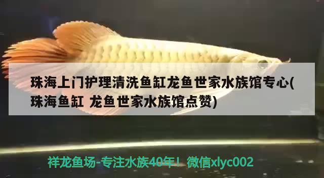 珠海上门护理清洗鱼缸龙鱼世家水族馆专心(珠海鱼缸龙鱼世家水族馆点赞)