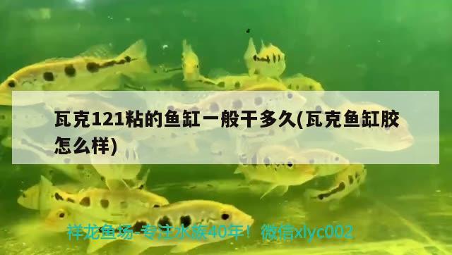 瓦克121粘的鱼缸一般干多久(瓦克鱼缸胶怎么样) 祥龙水族护理水