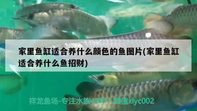 家里鱼缸适合养什么颜色的鱼图片(家里鱼缸适合养什么鱼招财) 巴西亚鱼