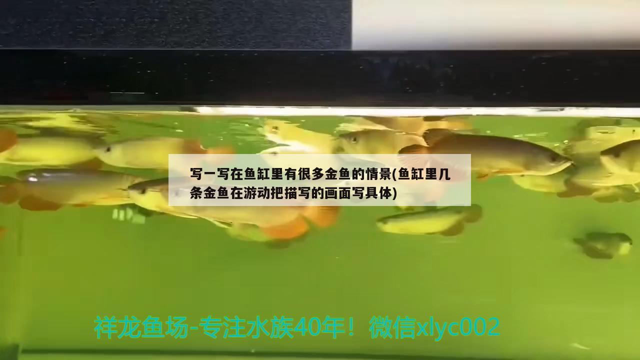 写一写在鱼缸里有很多金鱼的情景(鱼缸里几条金鱼在游动把描写的画面写具体) 蝴蝶鲤