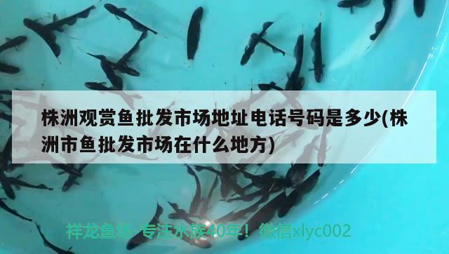 株洲观赏鱼批发市场地址电话号码是多少(株洲市鱼批发市场在什么地方) 观赏鱼批发