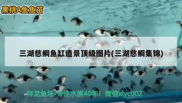 三湖慈鲷鱼缸造景顶级图片(三湖慈鲷集锦) 鱼缸/水族箱