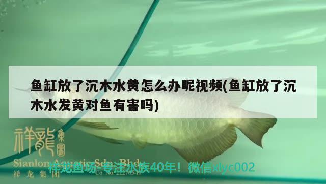 鱼缸放了沉木水黄怎么办呢视频(鱼缸放了沉木水发黄对鱼有害吗) 图腾金龙鱼