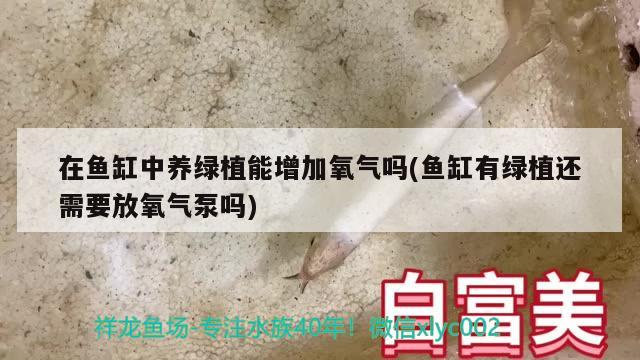 在鱼缸中养绿植能增加氧气吗(鱼缸有绿植还需要放氧气泵吗)