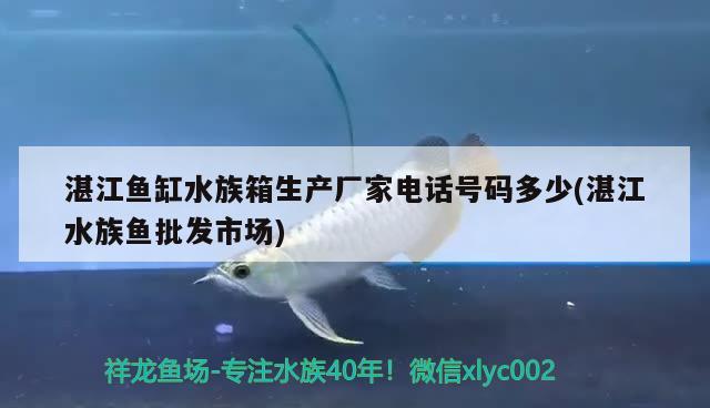 湛江鱼缸水族箱生产厂家电话号码多少(湛江水族鱼批发市场) 鱼缸/水族箱