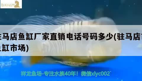 驻马店鱼缸厂家直销电话号码多少(驻马店市鱼缸市场) 一眉道人鱼苗