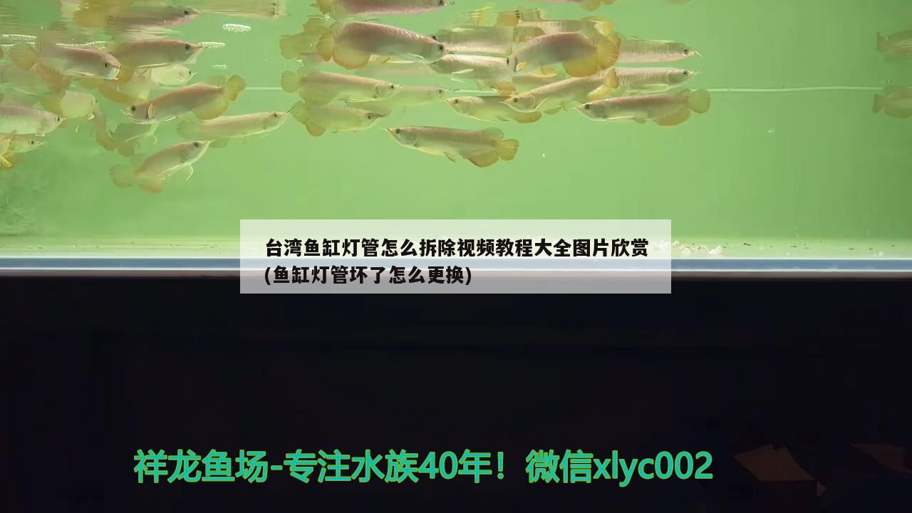 台湾鱼缸灯管怎么拆除视频教程大全图片欣赏(鱼缸灯管坏了怎么更换) 虎纹银版鱼