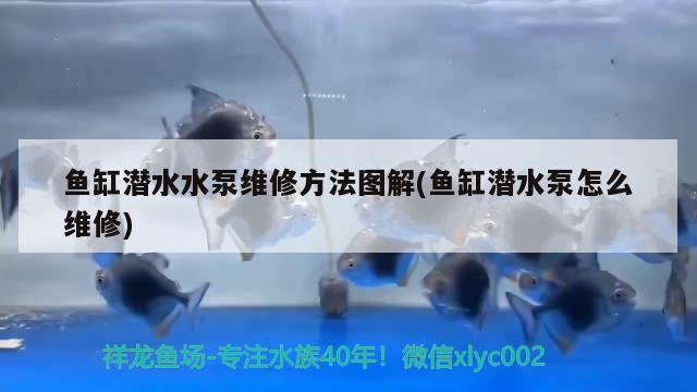 鱼缸潜水水泵维修方法图解(鱼缸潜水泵怎么维修) 白子银版鱼