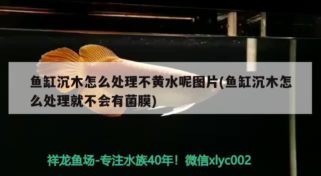 鱼缸沉木怎么处理不黄水呢图片(鱼缸沉木怎么处理就不会有菌膜)