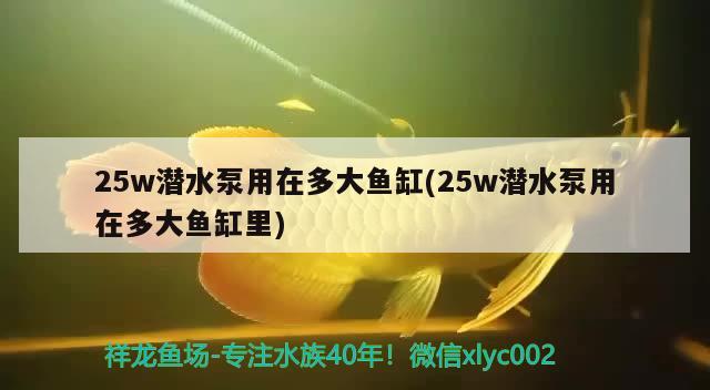 25w潜水泵用在多大鱼缸(25w潜水泵用在多大鱼缸里)