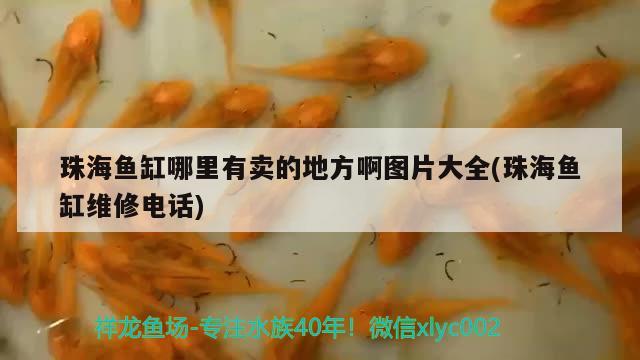 珠海鱼缸哪里有卖的地方啊图片大全(珠海鱼缸维修电话)