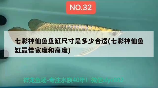 七彩神仙鱼鱼缸尺寸是多少合适(七彩神仙鱼缸最佳宽度和高度)