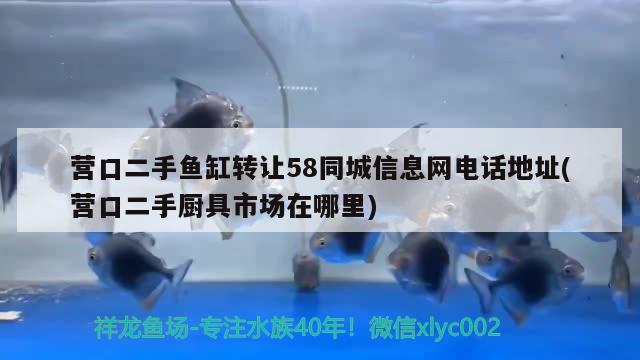 营口二手鱼缸转让58同城信息网电话地址(营口二手厨具市场在哪里) 银龙鱼