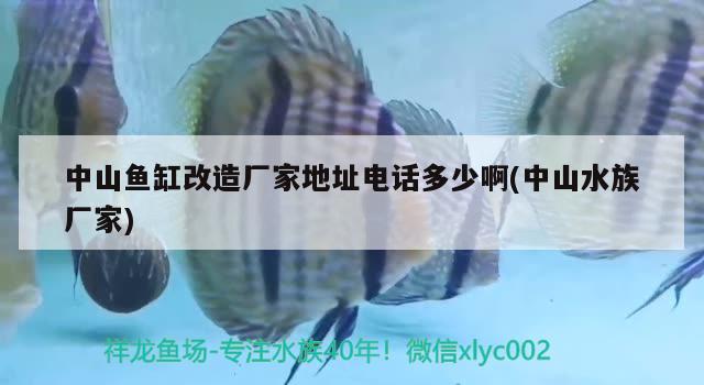 中山鱼缸改造厂家地址电话多少啊(中山水族厂家) 水族品牌