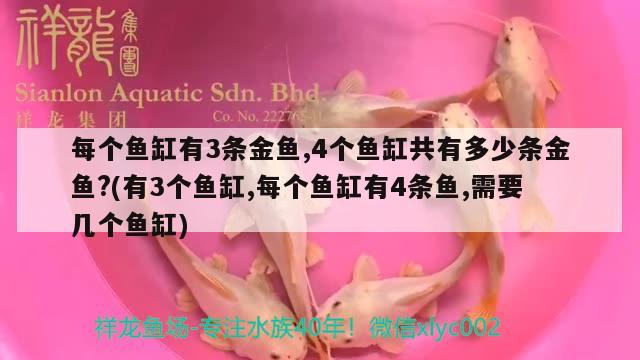 每个鱼缸有3条金鱼,4个鱼缸共有多少条金鱼?(有3个鱼缸,每个鱼缸有4条鱼,需要几个鱼缸) B级过背金龙鱼