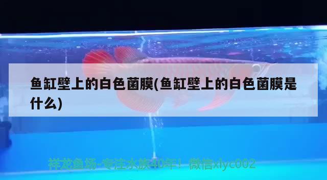 鱼缸壁上的白色菌膜(鱼缸壁上的白色菌膜是什么) 广州祥龙国际水族贸易