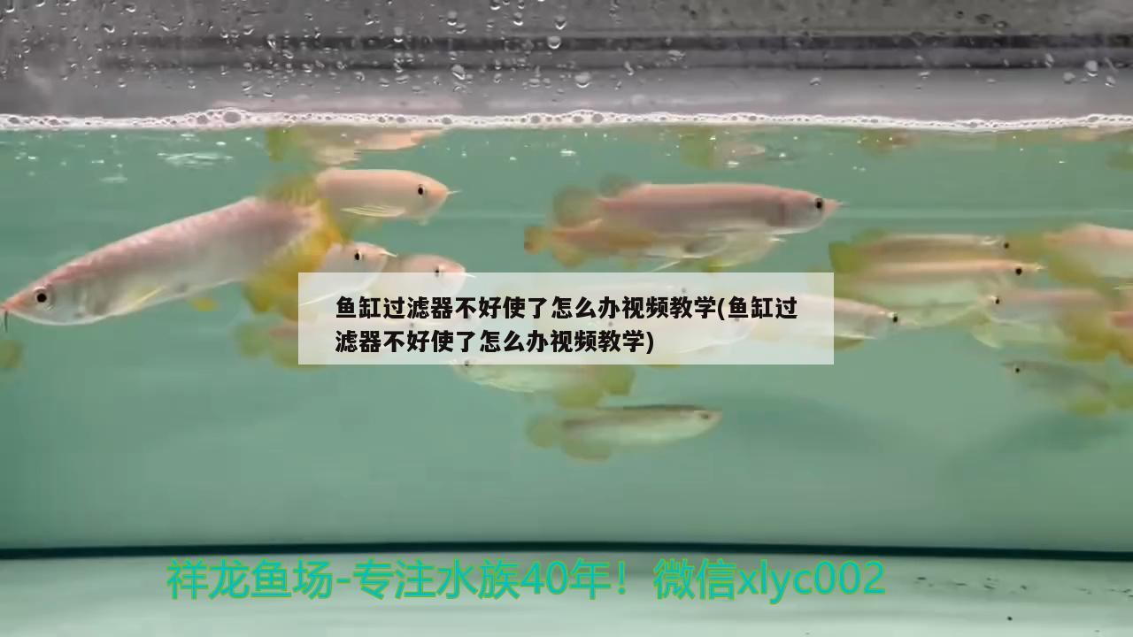鱼缸过滤器不好使了怎么办视频教学(鱼缸过滤器不好使了怎么办视频教学) 七纹巨鲤鱼