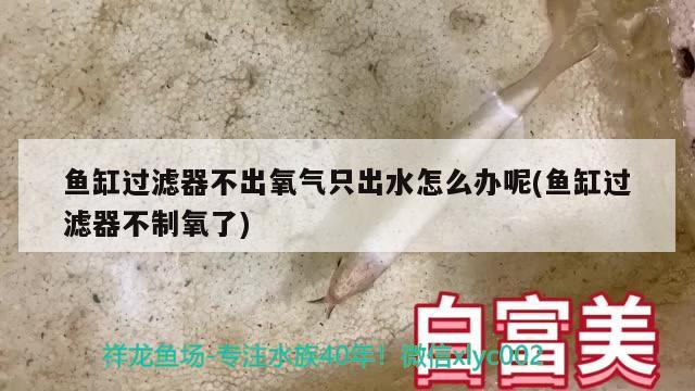 鱼缸过滤器不出氧气只出水怎么办呢(鱼缸过滤器不制氧了)