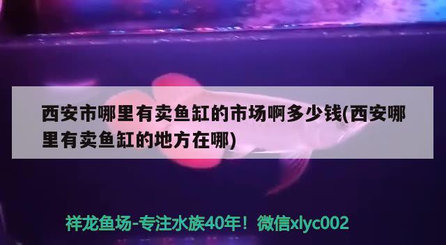 西安市哪里有卖鱼缸的市场啊多少钱(西安哪里有卖鱼缸的地方在哪)