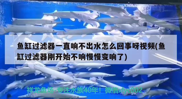 鱼缸过滤器一直响不出水怎么回事呀视频(鱼缸过滤器刚开始不响慢慢变响了) 巴卡雷龙鱼