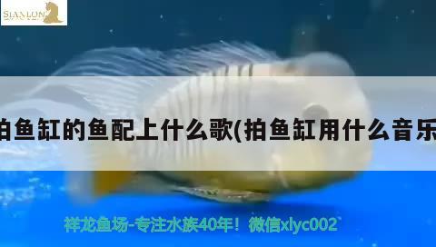 拍鱼缸的鱼配上什么歌(拍鱼缸用什么音乐) 红眼黄化幽灵火箭鱼|皇家火箭鱼