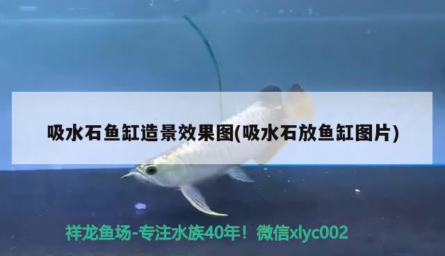 吸水石鱼缸造景效果图(吸水石放鱼缸图片) 水族用品