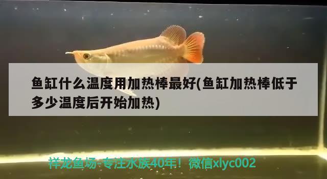 鱼缸什么温度用加热棒最好(鱼缸加热棒低于多少温度后开始加热) 祥龙鱼场 第2张