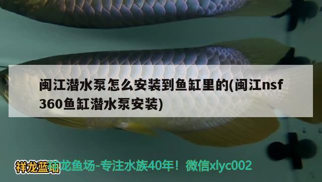 闽江潜水泵怎么安装到鱼缸里的(闽江nsf360鱼缸潜水泵安装)