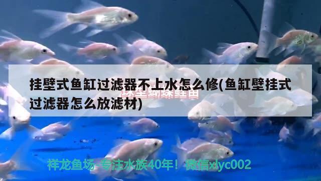 挂壁式鱼缸过滤器不上水怎么修(鱼缸壁挂式过滤器怎么放滤材)