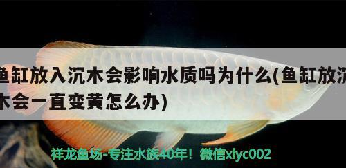 鱼缸放入沉木会影响水质吗为什么(鱼缸放沉木会一直变黄怎么办)