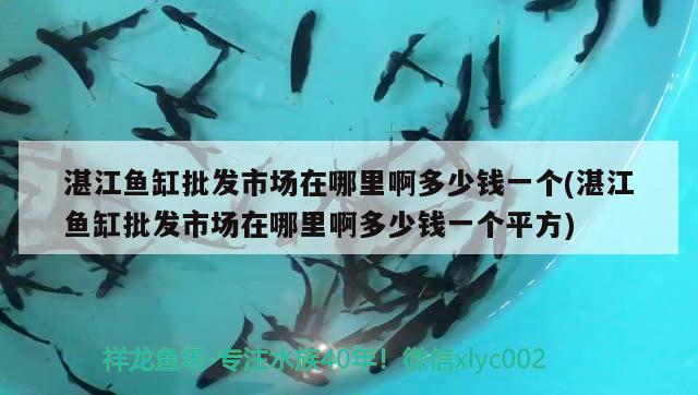 湛江鱼缸批发市场在哪里啊多少钱一个(湛江鱼缸批发市场在哪里啊多少钱一个平方) 观赏鱼市场（混养鱼）