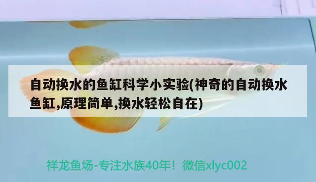 自动换水的鱼缸科学小实验(神奇的自动换水鱼缸,原理简单,换水轻松自在) 胭脂孔雀龙鱼