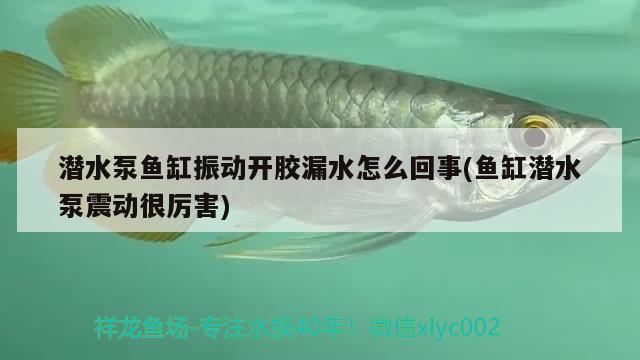 潜水泵鱼缸振动开胶漏水怎么回事(鱼缸潜水泵震动很厉害) 印尼红龙鱼