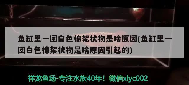 鱼缸里一团白色棉絮状物是啥原因(鱼缸里一团白色棉絮状物是啥原因引起的)