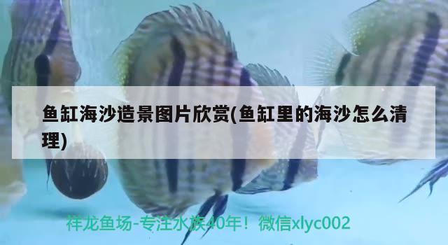 鱼缸海沙造景图片欣赏(鱼缸里的海沙怎么清理) 黑帝王魟鱼