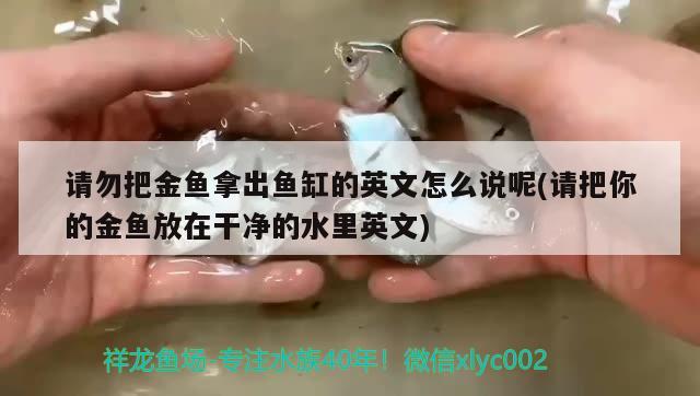 请勿把金鱼拿出鱼缸的英文怎么说呢(请把你的金鱼放在干净的水里英文)