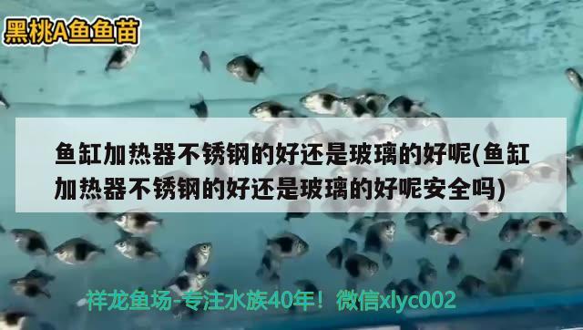 鱼缸加热器不锈钢的好还是玻璃的好呢(鱼缸加热器不锈钢的好还是玻璃的好呢安全吗) 成吉思汗鲨（球鲨）鱼 第2张