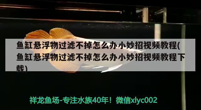 鱼缸悬浮物过滤不掉怎么办小妙招视频教程(鱼缸悬浮物过滤不掉怎么办小妙招视频教程下载)