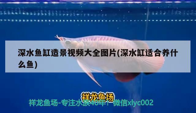 深水鱼缸造景视频大全图片(深水缸适合养什么鱼) 广州水族器材滤材批发市场