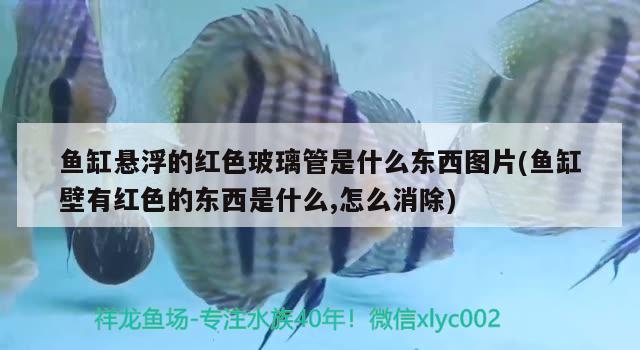 鱼缸悬浮的红色玻璃管是什么东西图片(鱼缸壁有红色的东西是什么,怎么消除)